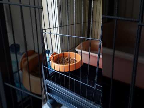 kucing pintar minta kenalan