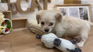 ハーフ犬の動画01