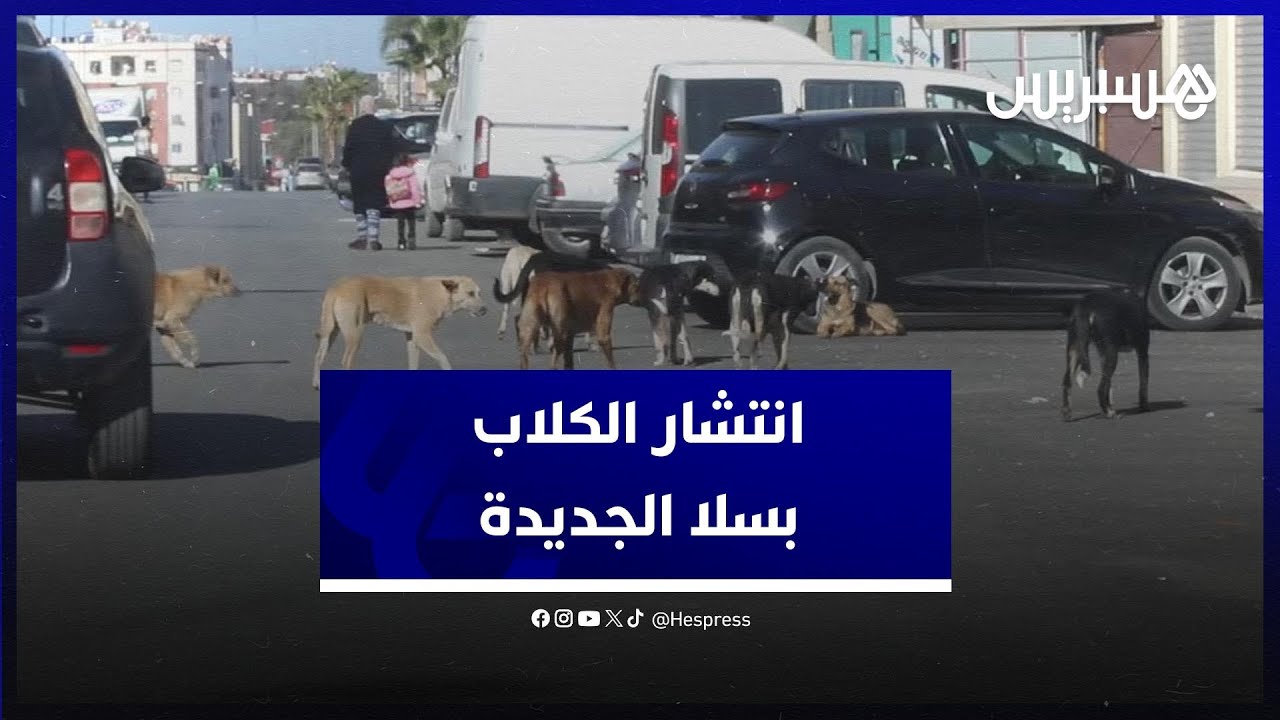 ظاهرة خطيرة .. الكلاب الضالة ترهب ساكنة سلا الجديدة ومطالب بالتدخل للحد من انتشارها thumbnail