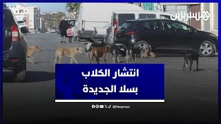ظاهرة خطيرة .. الكلاب الضالة ترهب ساكنة سلا الجديدة ومطالب بالتدخل للحد من انتشارها thumbnail
