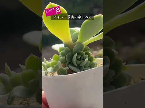園芸 パロディア ハセルベルギ