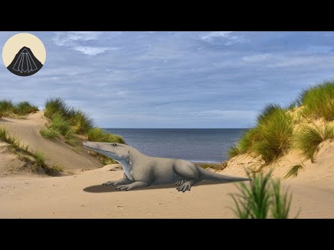 The Evolution of Whales