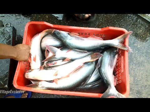 Best Video!! Lots of Big Pangas Fishes Jumping Out of Water