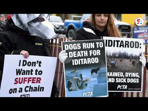 IDITAROD INSIDER: A corrida começou