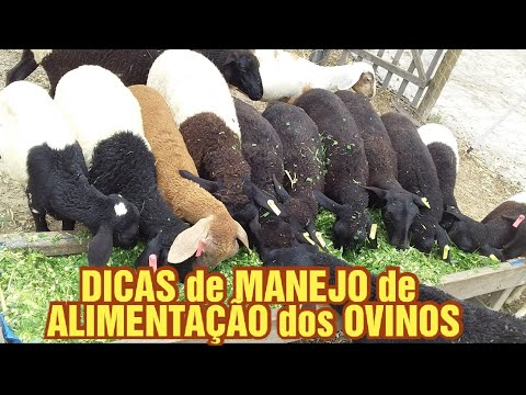 , title : 'DICAS de MANEJO de ALIMENTAÇÃO dos OVINOS'