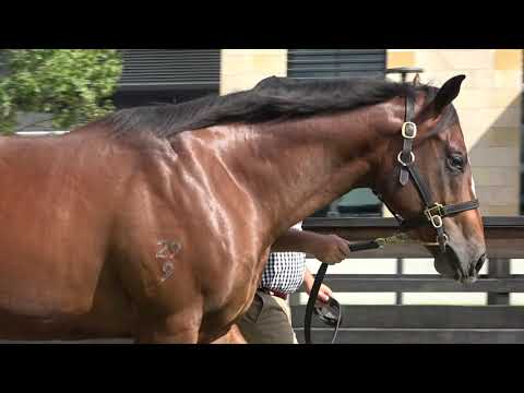 Inglis Easter Snitzel x Carry On Alice Colt