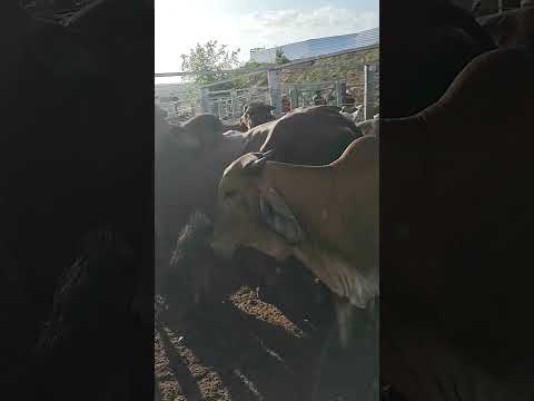 FEIRA DO GADO EM CIPÓ BA