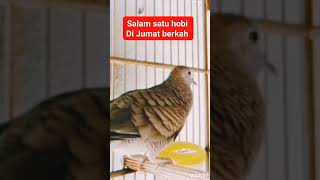 Download lagu Masteran perkutut klangenan - mpk1663 mp3