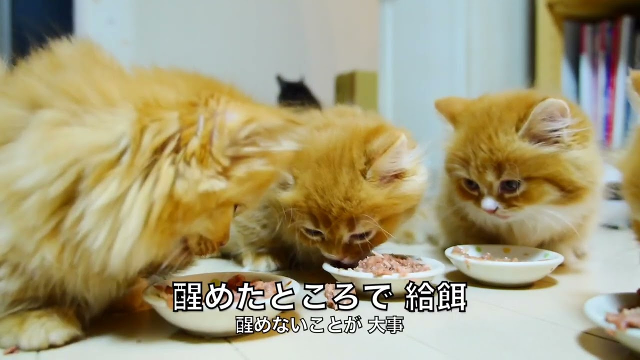 【替え歌】ワンピースOP「ウィーゴー！」を替え歌してみた