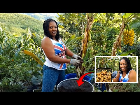 Growing One Year's Worth of GINGER In  One CONTAINER 