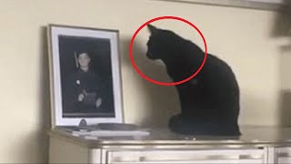 Мама не понимала, почему кошка смотрит на фото сына, на утро женщину ждал сюрприз!