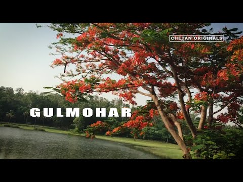 Chetan megur gulmohar
