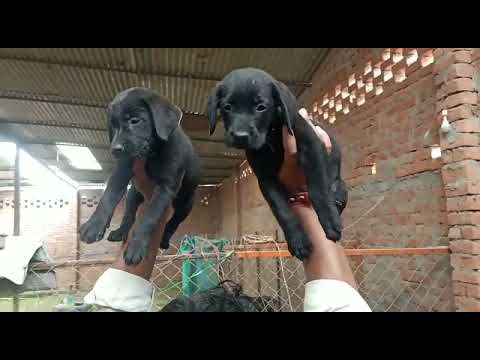 Labrador puppies available for sale at kushagra dog kennel call now 8303399198