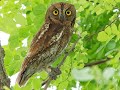 14 Oriental Scops Owl