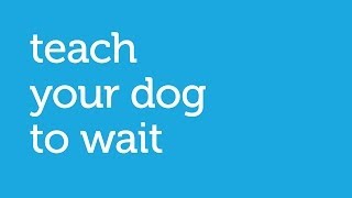 How to Teach Your Dog to Wait at the Door (Petco)