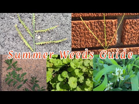 How to Get Rid of Summer Weeds - The Ultimate Guide