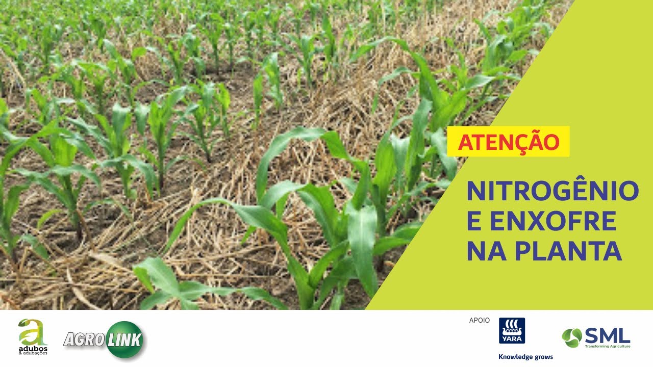 # 284 - N E S NA PLANTA