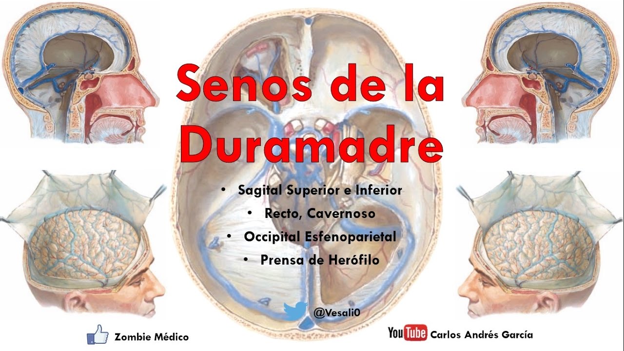 Anatomía - Senos de la Duramadre o Durales (Sagital Superior e Inferior, Cavernoso, Recto y  más)