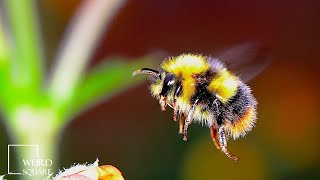 Bumble Bee Facts | Animal Facts | is one of the most social species on Earth