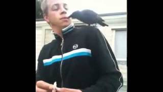 Corbeau voleur et FUMEUR