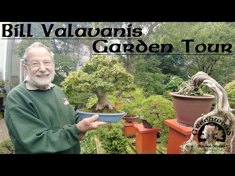 Bill Valavanis shows us around his garden! - Greenwood Bonsai