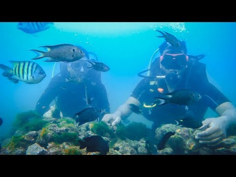 download lagu mp3 mp4 Scuba Diving In India, download lagu Scuba Diving In India gratis, unduh video klip Scuba Diving In India