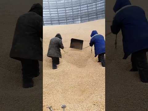 #shorts #agriculture #farming2024 #satisfying #machine #shot #EliteShortsUnleashed #4067