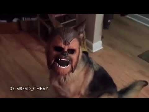 The Force is Strong with this Dog!