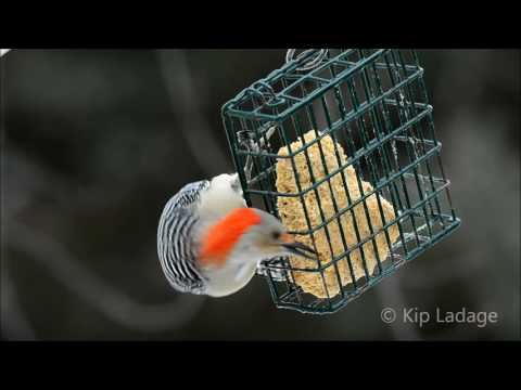 Red-bellied Woodpecker at Suet Feeder - © Kip Ladage