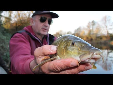 Ribolov mrena feederom na Kupi 2014. (arhivska snimka)   -  Ninoslav Žagar