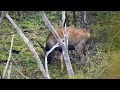 Weekender Chasing Sambar On New Ground