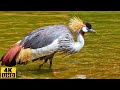BIRDS 4K The Biggest Amazing Birds Of The World Birds Of Rainforest Nature Film Nature Sounds