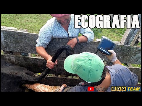 Ecografia Campera a las vacas