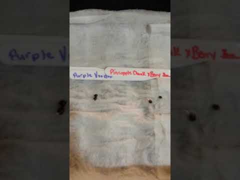 7 Hours after seed soak . Canabis  germination documentary.