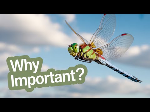 Why Are Darner Dragonflies So Important