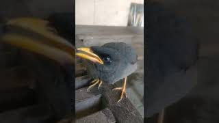 Download lagu suara pikat anakan jalak kebo memanggil indukan #birds #burung mp3 Download lagu suara pikat anakan jalak kebo memanggil indukan #birds #burung mp3