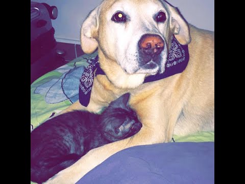 Johnny Hallyday, ENTRE CHIENS ET LOUPS, version 2022, par Gérard Vermont