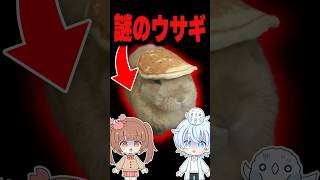 怖すぎるウサギ