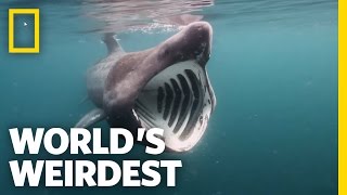Breaching Basking Sharks | World's Weirdest