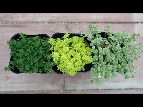 マンネングサ、マンネングサ