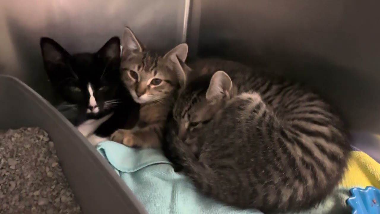 Enlarge Pascal Sabine & Camille , a Adoptable Domestic Short Hair in Clifton, NJ video 4/5