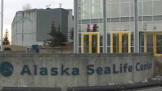 preview picture of video 'Alaska SeaLife Center - Seward'