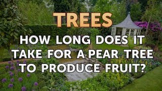 How Long Does it Take for a Pear Tree to Produce Fruit?