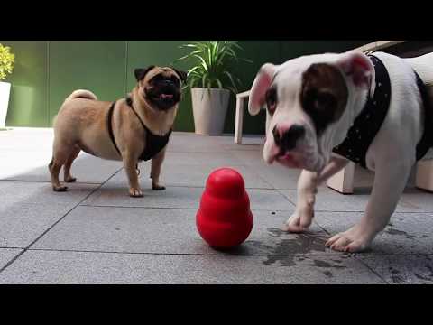 YouTube video about: Can you dog sit in an apartment?