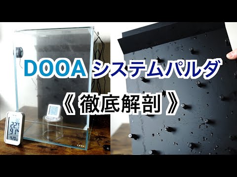 ラシオペタルムについて詳しく解説