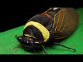 Worlds Largest Cicada: Emperor Cicada: Kinabalu National Park Sabah: Borneo Nature