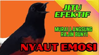 Download lagu pancingan murai batu AGAR BUNYI jitu untuk JADIKAN murai batu GACOR EMOSI❗ mp3 Download lagu pancingan murai batu AGAR BUNYI jitu untuk JADIKAN murai batu GACOR EMOSI❗ mp3