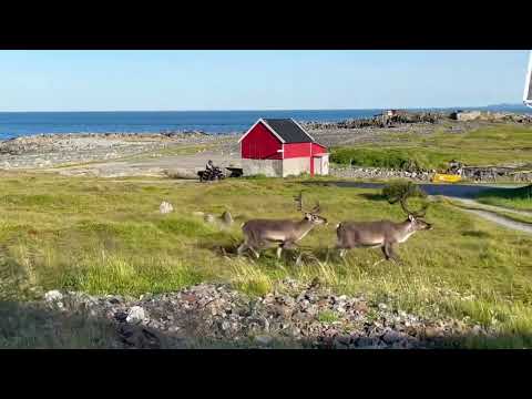 Gentleman Gipsy - Hamningberg State of Mind, Norway