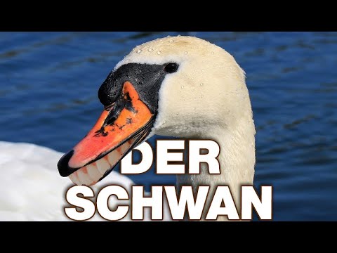 Der Schwan - Anatomie und Biologie | Alternative Fakten fürs Referat | Parodie