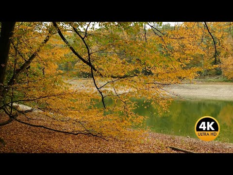 Goldener Herbst am See 🍂 Natur & Entspannungsmusik für innere Ruhe